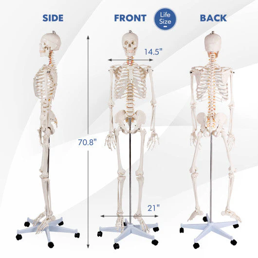 Medical School Human Anatomy Class Life-Size Skeleton Model - Kaedas