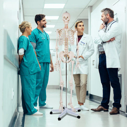 Medical School Human Anatomy Class Life-Size Skeleton Model - Kaedas