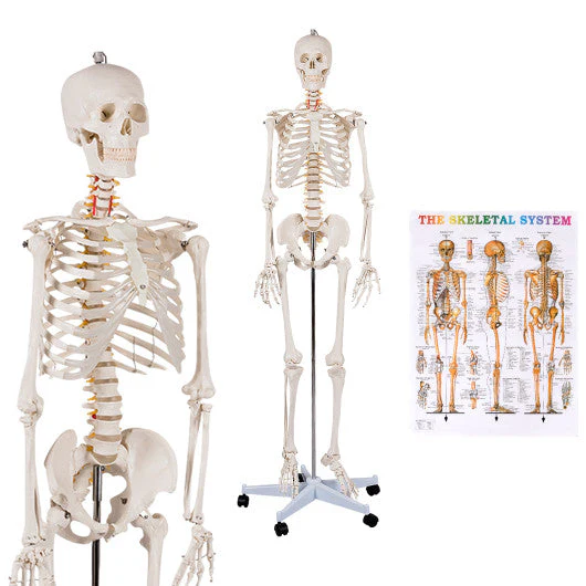 Medical School Human Anatomy Class Life-Size Skeleton Model - Kaedas