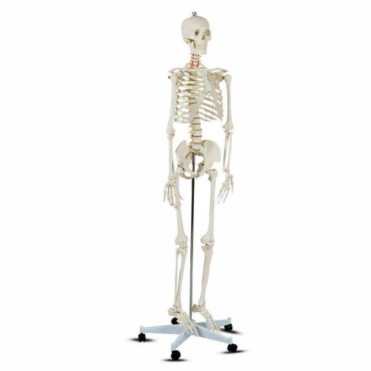 Medical School Human Anatomy Class Life-Size Skeleton Model - Kaedas