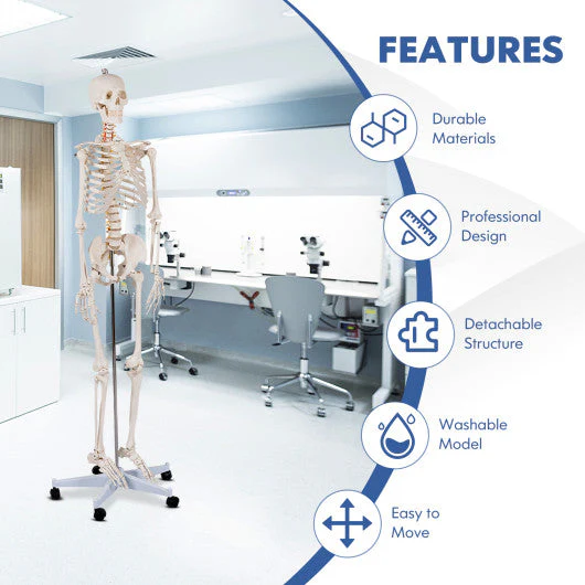 Medical School Human Anatomy Class Life-Size Skeleton Model - Kaedas