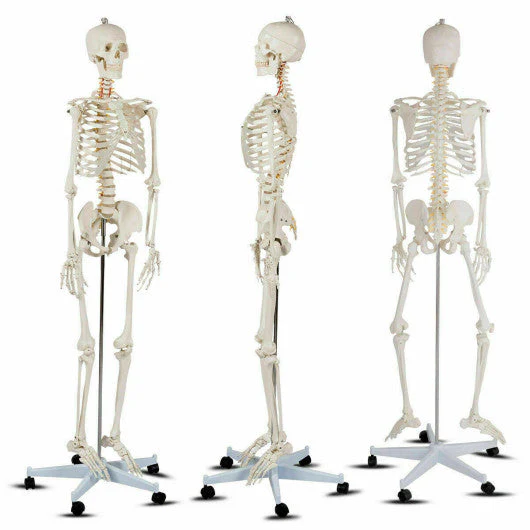 Medical School Human Anatomy Class Life-Size Skeleton Model - Kaedas