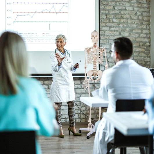 Medical School Human Anatomy Class Life-Size Skeleton Model - Kaedas